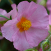 Helianthemum Rose Queen - Abriachan Nurseries